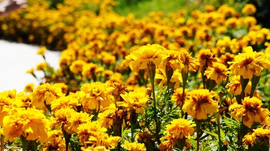 世园会内景曝光:繁花似锦 鸟鸣婉转