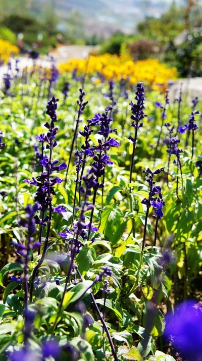 世园会内景曝光:繁花似锦 鸟鸣婉转