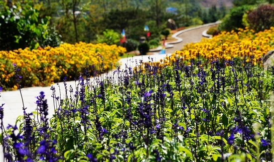 世园会内景曝光:繁花似锦 鸟鸣婉转