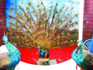 动物园为吸引游客电动控制孔雀开屏