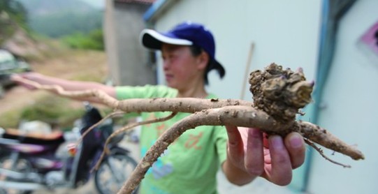 青岛崂山放羊人挖出1.08米野生巨参 十分罕见被抢购