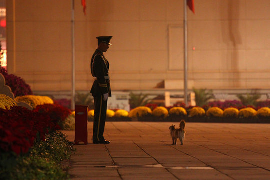 喵星人偶遇天安门广场武警 四目相接照走红
