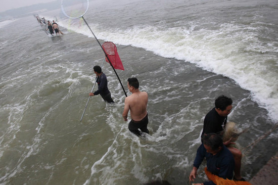 洛河水涨 洛阳市民集体捞鱼