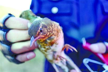 执法人员拆21张网救下10只野生鸟 眼神悲凉