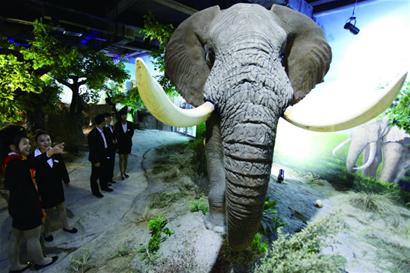 滨海学院博物馆展出非洲象长颈鹿标本
