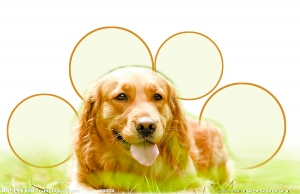 男子教训宠物被老婆掌掴