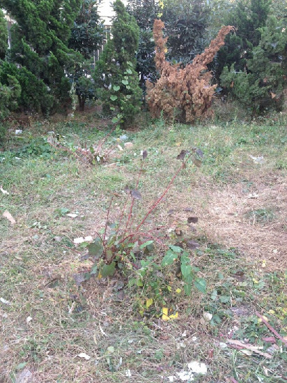 青岛恒苑小区被曝脏乱差 无人管理物业形同虚设