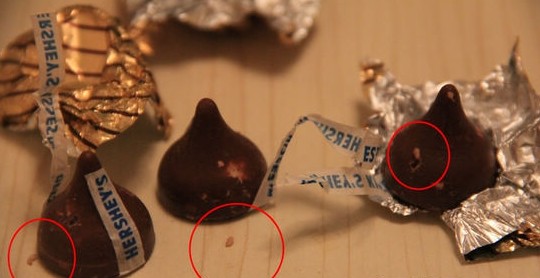 青岛市民婚礼用好时巧克力现活蛆 全国均吃出 青岛市民婚礼用好时巧克力现活蛆 全国均吃出