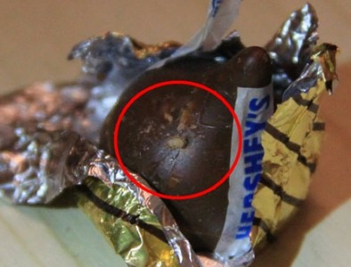 市民婚礼用好时巧克力现活虫 厂家称难避免