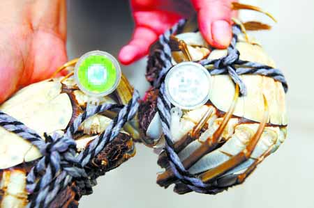 孕妇吃4只大闸蟹流产