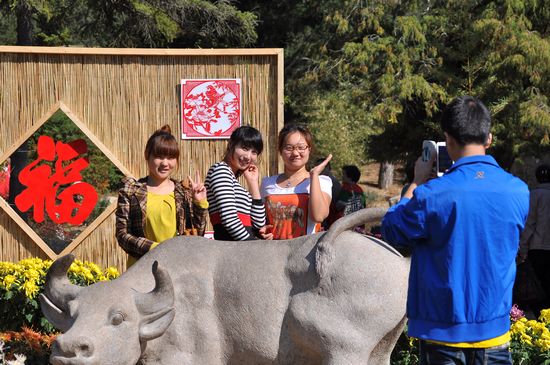 青岛中山公园30万盆菊花争奇斗艳