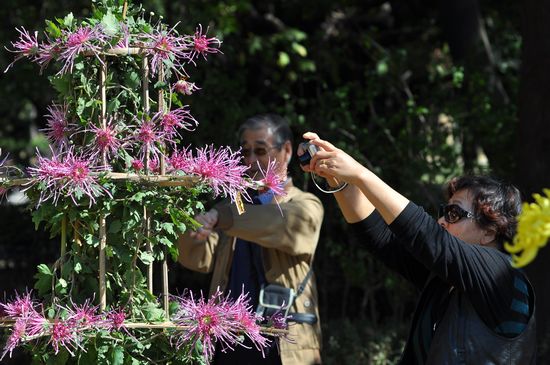 青岛中山公园30万盆菊花争奇斗艳