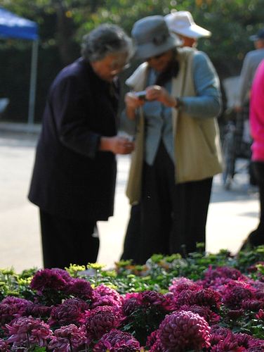 青岛中山公园30万盆菊花争奇斗艳