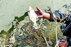 20亩鱼塘几万条鱼突然死亡 养殖户怀疑投毒