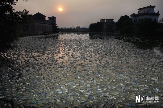 村庄鱼塘被投毒死鱼3万斤 水面遍布死鱼