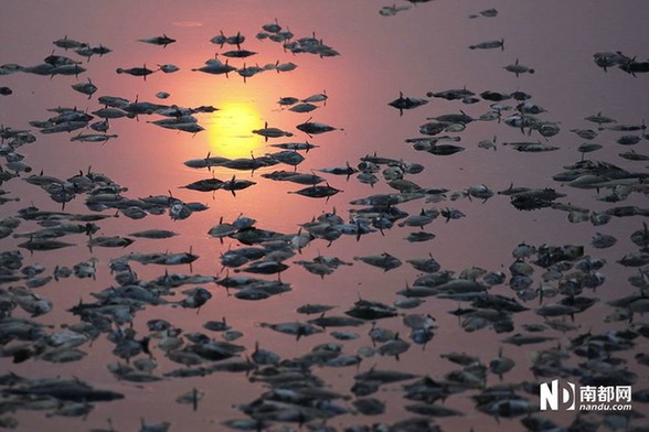 村庄鱼塘被投毒死鱼3万斤 水面遍布死鱼