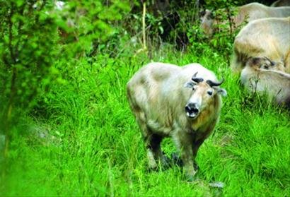 目前在唐家河保护区境内，扭角羚的数量估计达到1400头