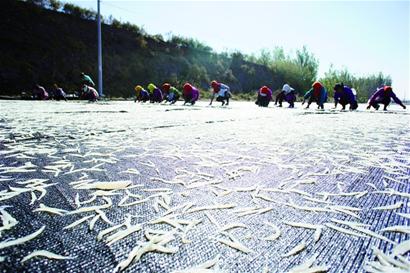 莱西湖银鱼开捕大量上市 一网捕获千斤