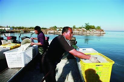 青岛莱西湖银鱼开捕大量上市 一网捕千斤