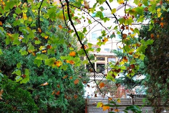 八大关叶色醉人:数树深红出浅黄