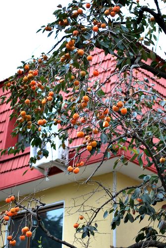 八大关叶色醉人:数树深红出浅黄