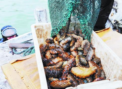 青岛即墨海参苗价格降3成仍难卖 南方客户直喊赔