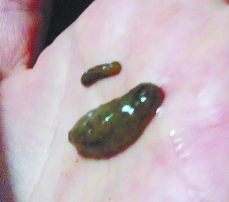 青岛即墨海参苗价格降3成仍难卖 南方客户直喊赔