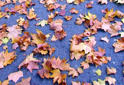 青岛6000蚯蚓干环卫 1年吃3亩地落叶吐肥料