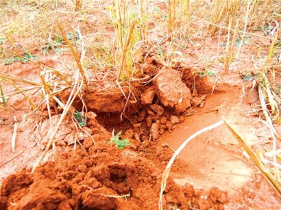 红土地黄小米“滋润”300户村民