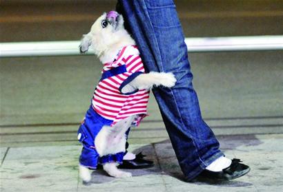狂风冷雨速降8度 青岛一夜入冬 狂风冷雨速降8度 青岛一夜入冬