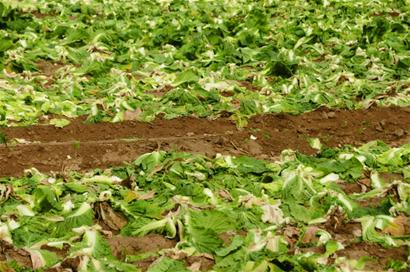 青黄不接 早熟黄心菜被抢光