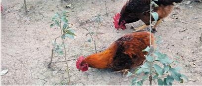 挑食鸡饿肚子也不吃素