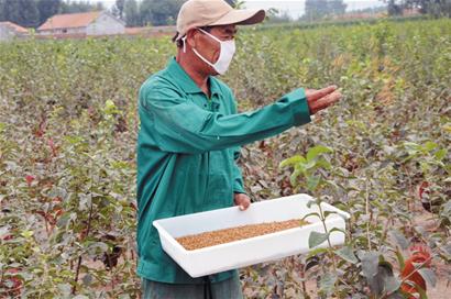 挑食鸡饿肚子也不吃素