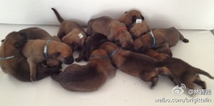 2012年当红明星微博卖萌囧照