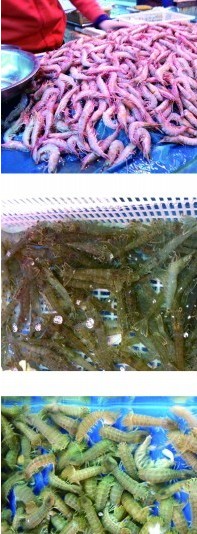 青岛养虾户:虾蟹同养 喂蛤蜊喝海水味道堪比野生 青岛养虾户:虾蟹同养 喂蛤蜊喝海水味道堪比野生