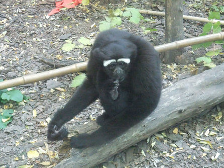 市民100元买到国宝白眉长臂猿 市民100元买到国宝白眉长臂猿