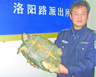男子千里迢迢倒卖巨龟 坚称自家养殖宠物