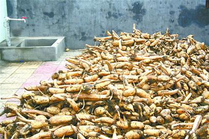 青岛试种本地莲藕