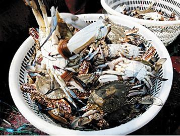 海捕梭子蟹变瘦价格下跌 石夹红重新受宠 海捕梭子蟹变瘦价格下跌 石夹红重新受宠