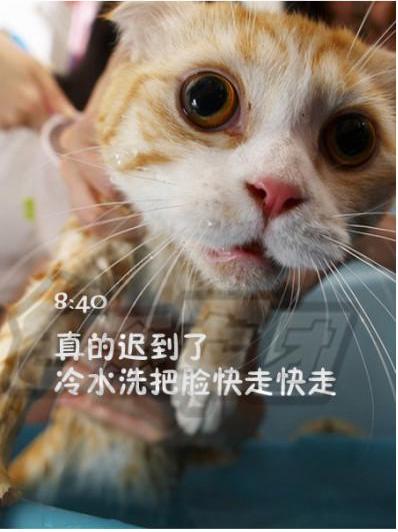 屌丝猫咪演绎上班一天