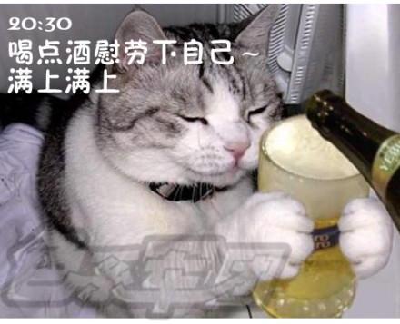 屌丝猫咪演绎上班一天