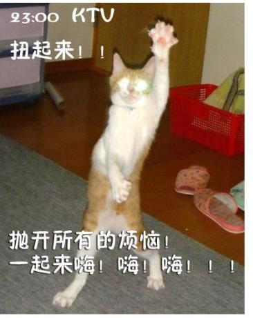 屌丝猫咪演绎上班一天