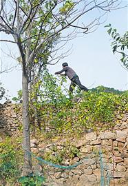 青岛80后情侣裸婚辞职进山隐居 生吃菜自建屋