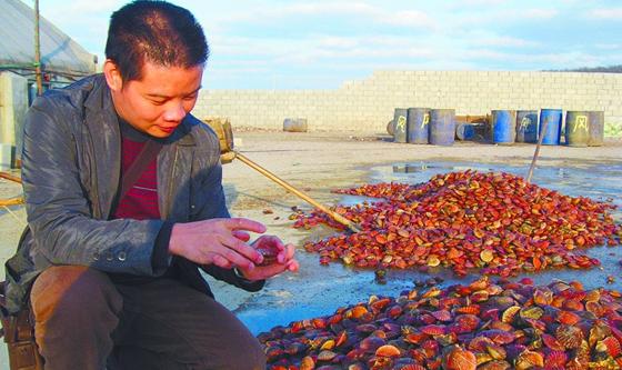 1.2万吨青岛紫贝将上餐桌 通体紫红个大饱满