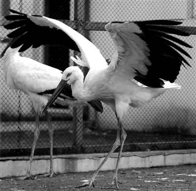 绝美东方白鹳惨死变盘中餐 职业杀手一路投毒