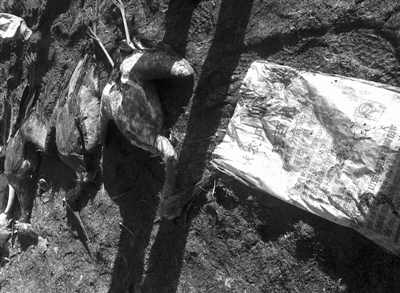 绝美东方白鹳惨死变盘中餐 职业杀手一路投毒