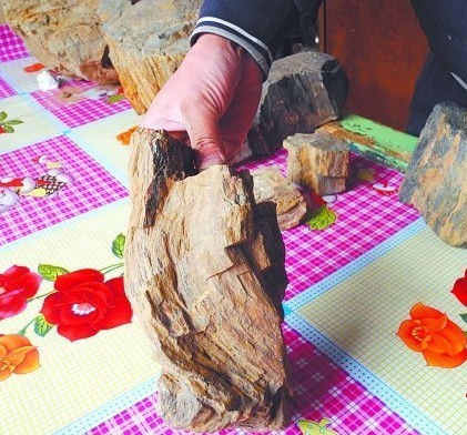 麦田下森林沉睡亿年 即墨店集发现木化石