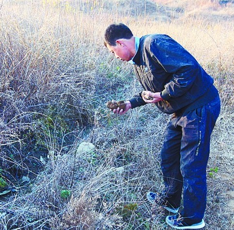 麦田下森林沉睡亿年 即墨店集发现木化石