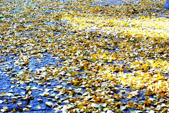 晒绝美崂山初冬游记 文艺青年最爱