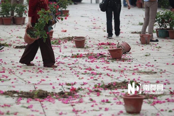 江门免费派花 民众推倒围栏哄抢
